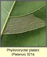 Phyllonorycter platani