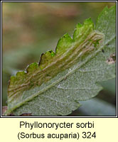 Phyllonorycter sorbi