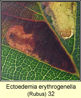 Ectoedemia erythrogenella