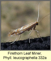 Firethorn Leaf Miner, Phyllonorycter leucographella