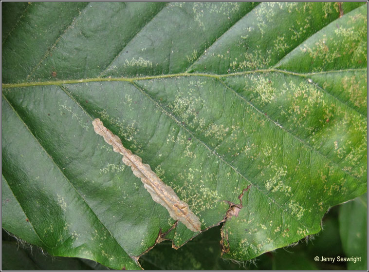 Firethorn Leaf Miner, Phyllonorycter leucographella