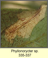 Phyllonorycter