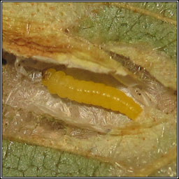 Phyllonorycter cavella