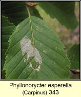 Phyllonorycter esperella
