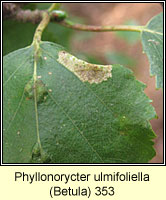 Phyllonorycter ulmifoliella