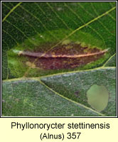 Phyllonorycter stettinensis