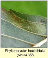 Phyllonorycter froelichiella
