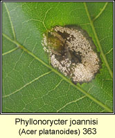 Phyllonorycter platanoidella / Phyllonorycter joannisi