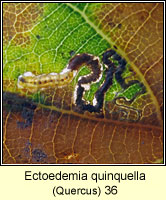 Ectoedemia quinquella