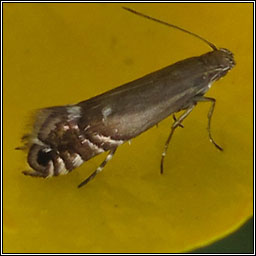 Cocksfoot Moth, Glyphipterix simpliciella