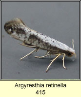 Argyresthia retinella