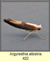 Argyresthia albistria