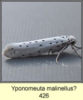Yponomeuta malinellus