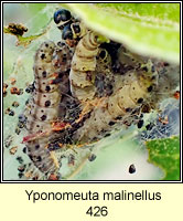 Yponomeuta malinellus, Apple Ermine