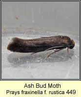 Ash Bud Moth, Prays fraxinella f rustica