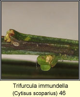 Trifurcula immundella