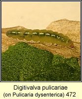 Digitivalva pulicariae (Inuliphila pulicariae)