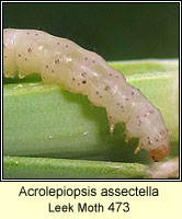 Acrolepiopsis assectella, Leek Moth