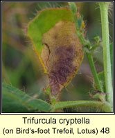 Trifurcula cryptella