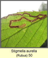 Stigmella aurella (leaf mine)