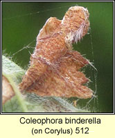 Coleophora binderella