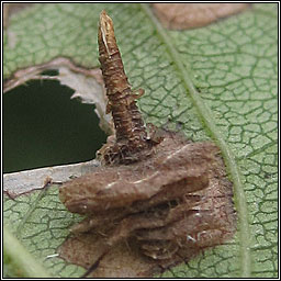 Coleophora ahenella