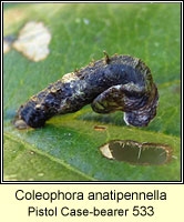 Coleophora anatipennella, Pistol Case-bearer 