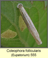 Coleophora follicularis