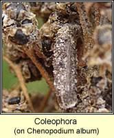 Coleophora vestianella
