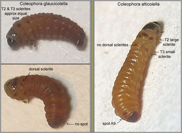 Coleophora glaucicolella, alticolella larva comparison