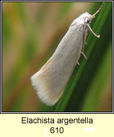 Elachista argentella