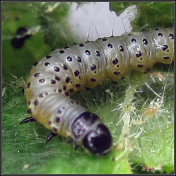 Depressaria radiella, Parsnip Moth