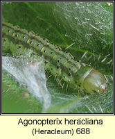 Agonopterix heracliana