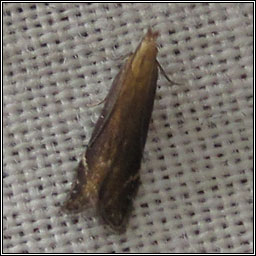 Monochroa cytisella
