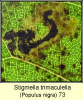Stigmella trimaculella
