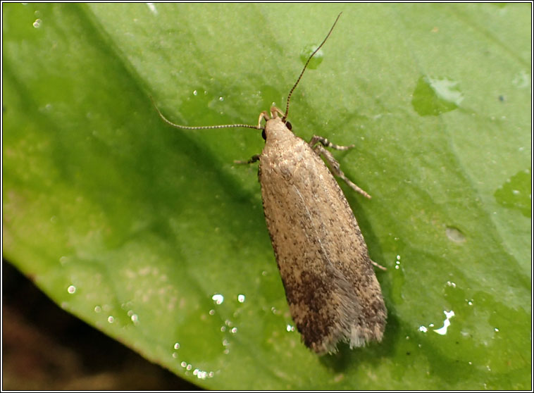 Pexicopia malvella, Hollyhock Seed Moth