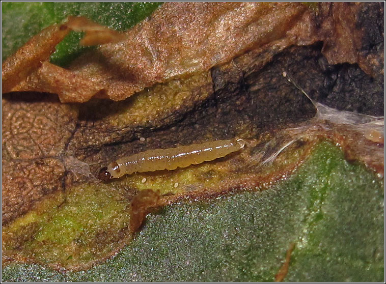 Scrobipalpa ocellatella, larva