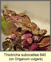 Thiotricha subocellea