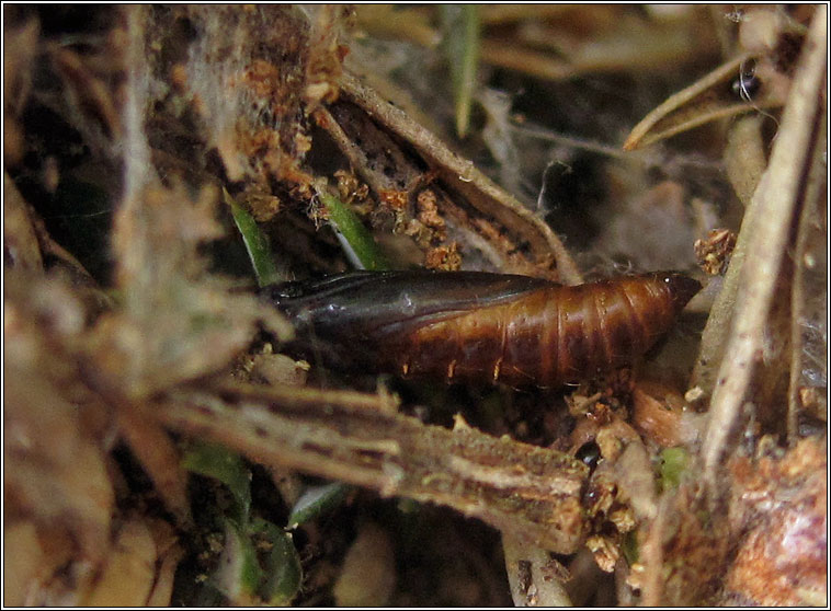 Juniper Webber, Dichomeris marginella, larvae