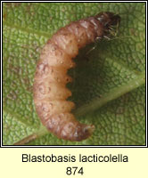 Blastobasis lacticolella