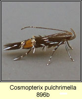 Cosmopterix pulchrimella