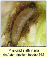 Phalonidia affinitana