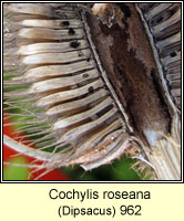 Cochylis roseana