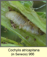Cochylis atricapitana