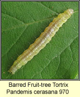  Barred Fruit-tree Tortrix, Pandemis cerasana