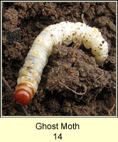 Ghost Moth, Hepialus humuli