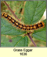 Grass Eggar, Lasiocampa trifolii