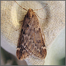 March Moth, Alsophila aescularia