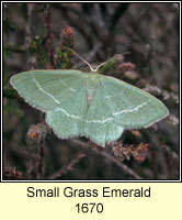 Small Grass Emerald, Chlorissa viridata