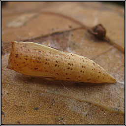 Maiden's Blush, Cyclophora punctaria